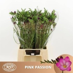 Freesia Pink Passion
