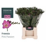 Freesia Pink Passion