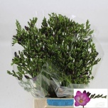 Freesia Pink Passion