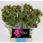 Freesia Purple Rain