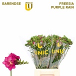 Freesia Purple Rain