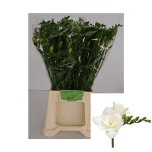 Freesia Riga