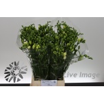 Freesia Riga