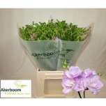 Freesia Romantic Lavender