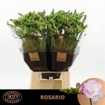 Freesia Rosario