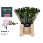 Freesia Rosario