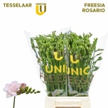 Freesia Rosario