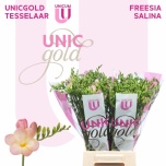 Freesia Salina