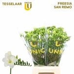 Freesia San Remo