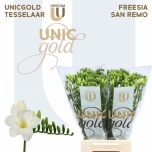 Freesia San Remo