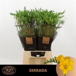 Freesia Serrada