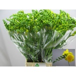 Freesia Soleil