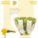 Freesia Soleil