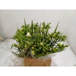 Freesia Volante