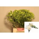 Freesia Volante