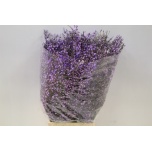 Genista 65cm värvitud Milka