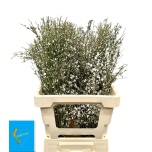 Genista valge 65cm (pk)