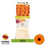 Gerbera Alex*15