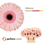 Gerbera GR Alliance*15