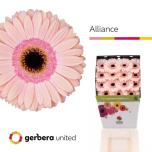 Gerbera GR Alliance*15