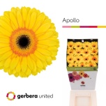 Gerbera GR Apollo*15