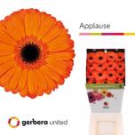 Gerbera GR Applause