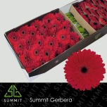 Gerbera GR Barones*25