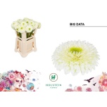Gerbera GB Big Data*10