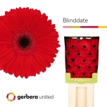 Gerbera GR Blind Date*15
