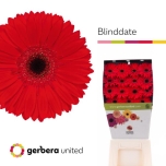 Gerbera GR Blind Date*15