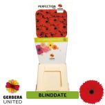 Gerbera GR Blind Date*15