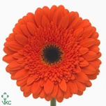 Gerbera GR Candela*15