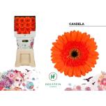 Gerbera GR Candela*15