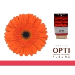 Gerbera Candela*15