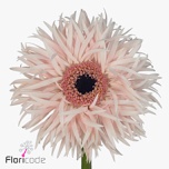 Gerbera GS Cream Springs*10