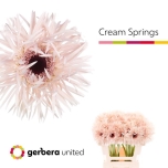 Gerbera GS Cream Springs*10