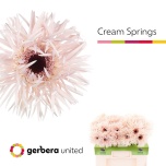 Gerbera GS Cream Springs*10