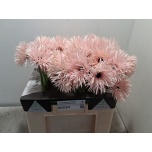 Gerbera GS Cream Springs*10