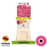Gerbera Cubanita*15