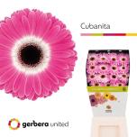 Gerbera GR Cubanita*15