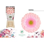 Gerbera Davina*15