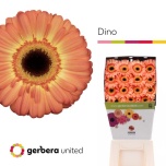 Gerbera GR Dino*15