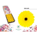 Gerbera GR Don Leo*25