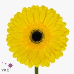 Gerbera GR Don Leo*15