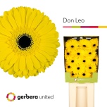 Gerbera GR Don Leo*15