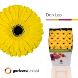 Gerbera GR Don Leo*15