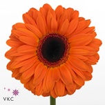 Gerbera GR Dutch Pride*15