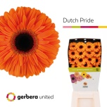 Gerbera GR Dutch Pride*15