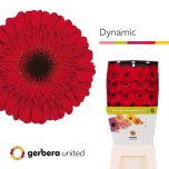 Gerbera GR Dynamic*15