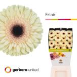 Gerbera GR Eclair*15